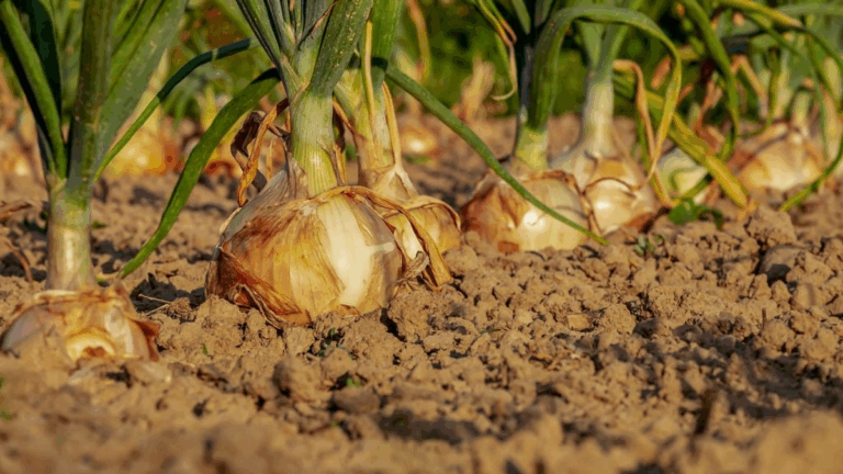 Productores agrícolas jujeños: «Estamos atravesando una situación caótica»