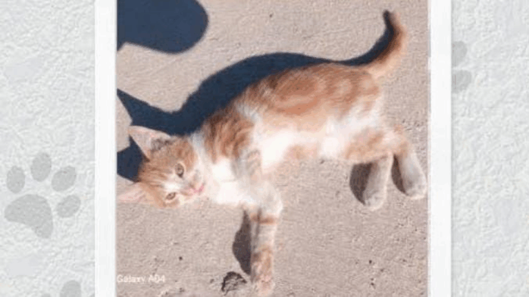 Perico: «Mía» aún no aparece