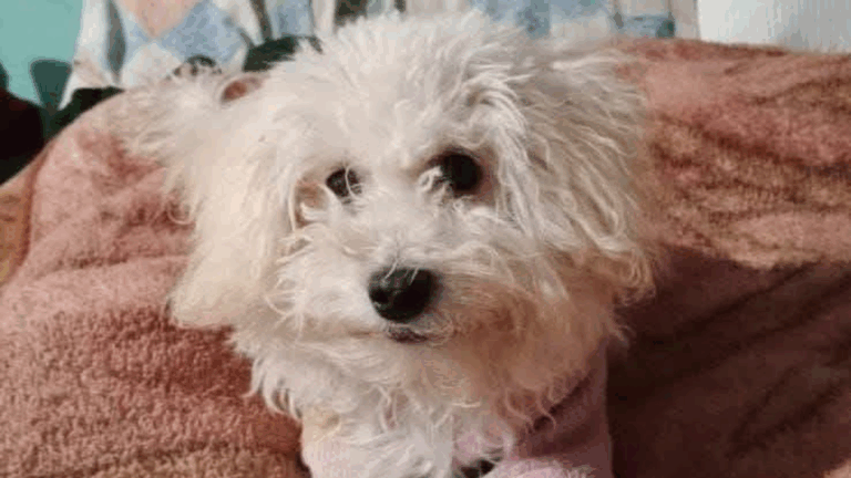 Buscan a una perra perdida en Palpalá