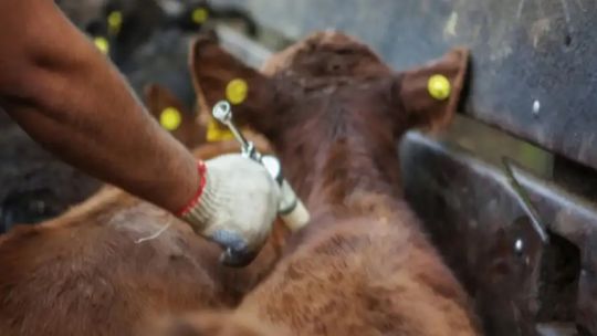 Críticas contra dejar de vacunar contra la fiebre aftosa: Tiene que ver más con una cuestión de marketing
