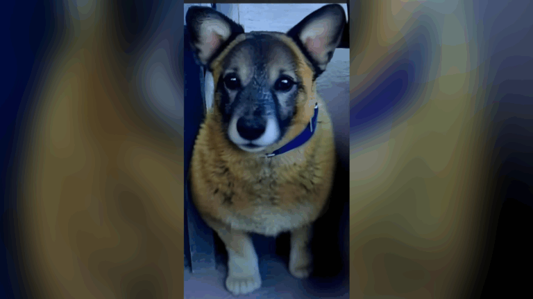 Perico: pasan los días y «Osito» no aparece