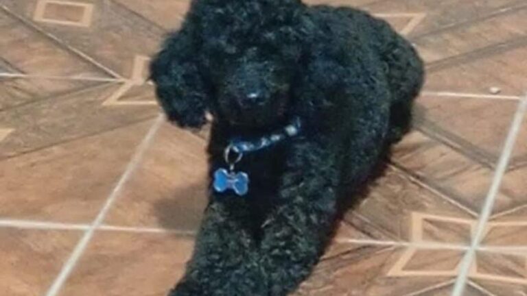 Recompensa por «Zambo», perdido en barrio Alto Comedero