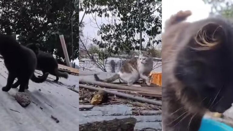 Imploran ayuda para gatos que viven hacinados