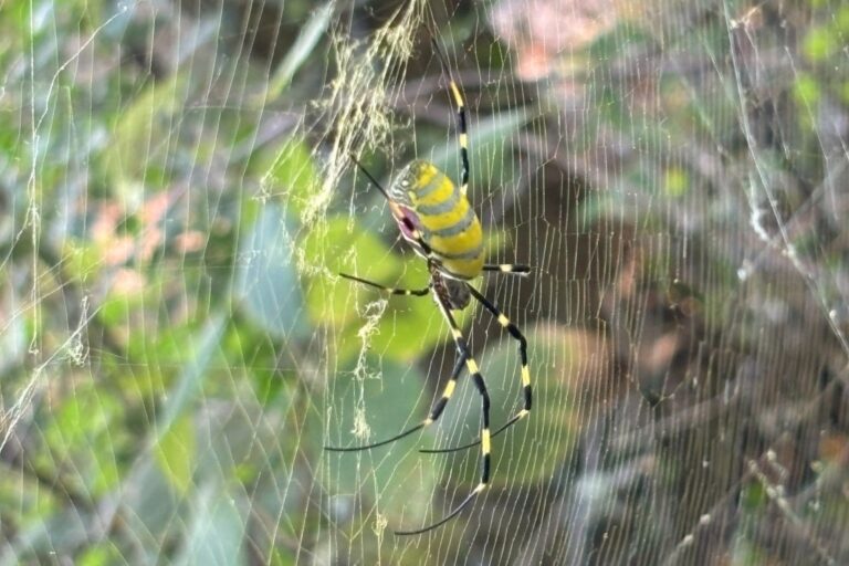 Por qué el Servicio de Parques Nacionales de EE.UU. pide ayuda para encontrar arañas grandes de rayas amarillas