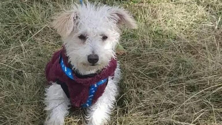 Barrio Malvinas: ofrecen recompensa por «Garu»