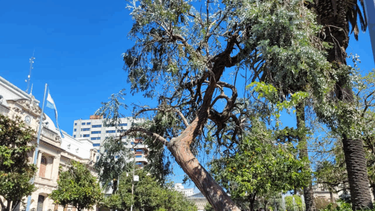 Denuncian vandalismo en Plaza Belgrano: «Al eucalipto lo están mutilando»