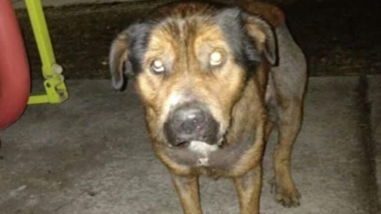 «Sultán» es buscado en la capital jujeña