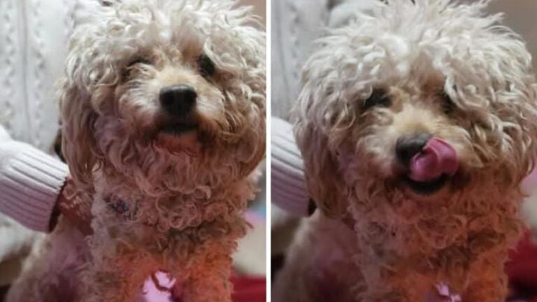 Barrio Mariano Moreno: denuncian el robo de la perra «Rosita»