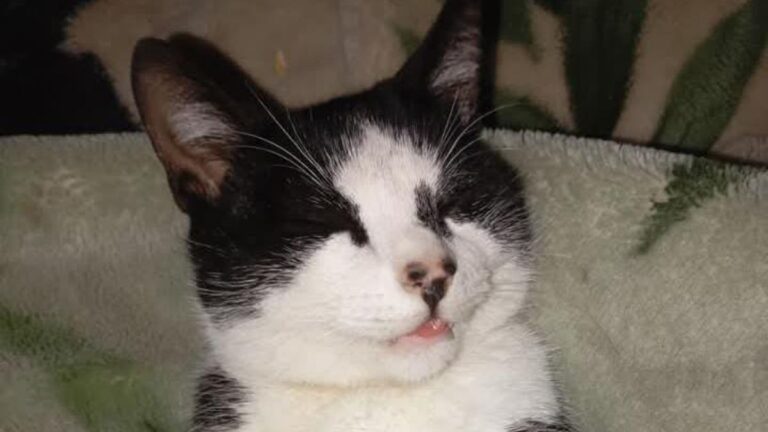 Los Huaicos: buscan a la felina «Francia»