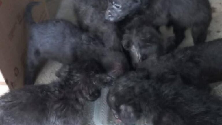 Los Molinos: cachorros siguen abandonados en un cementerio