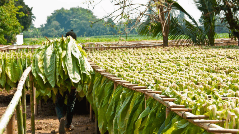 Altos costos en insumos y otros gastos complican a productores tabacaleros