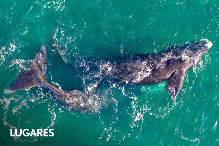 Boom de ballenas en Península Valdés: los mejores avistajes, hoteles y más actividades imperdibles