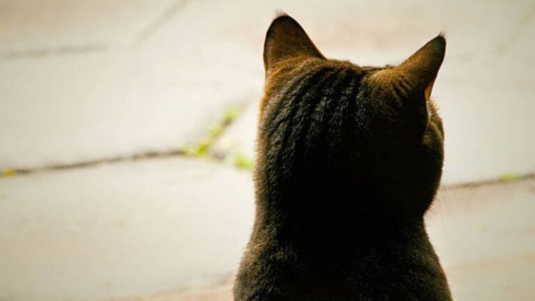 Perico: Urgente! Piden ayuda para un felino con un ojo expuesto