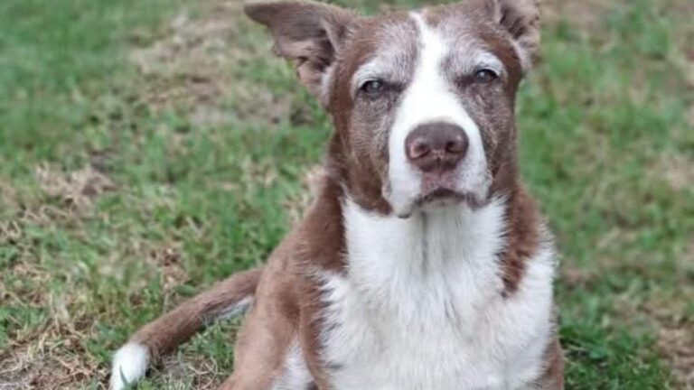 Barrio Alto Gorriti: buscan a un perro con problemas cardíacos