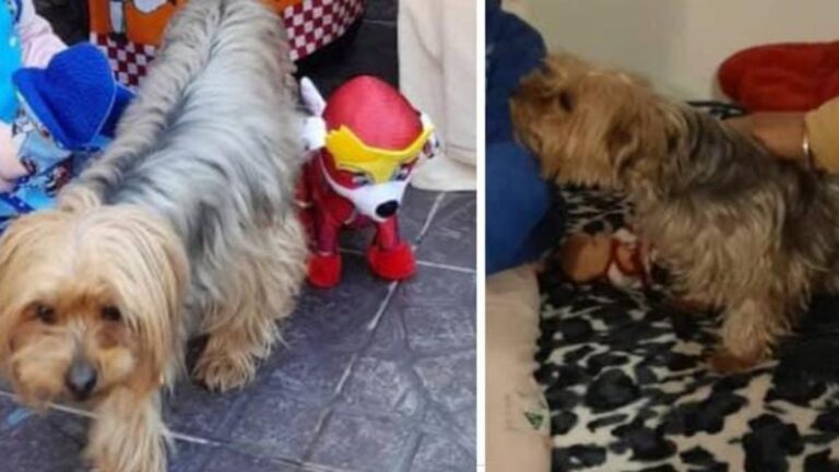 Barrio Alto Comedero: ofrecen recompensa por la perra «Cocó»