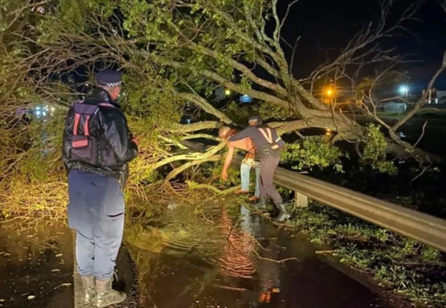 Fuertes tormentas en el sudoeste chaqueño: cayeron árboles y volaron techos