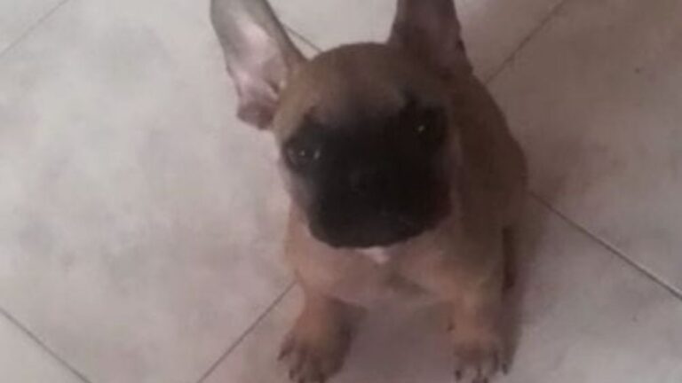 Barrio Coronel Arias: ofrecen recompensa por una bulldog