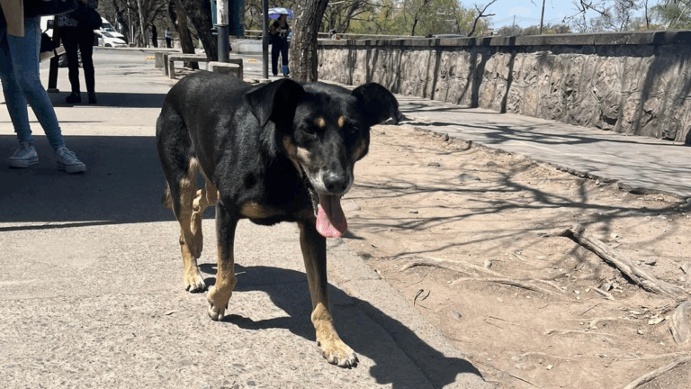 Urgente! Buscan a los dueños de un perro que deambula por Avenida 19 de Abril