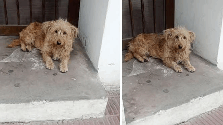 Dónde está la familia de un perro que apareció en calle José de la Iglesia?