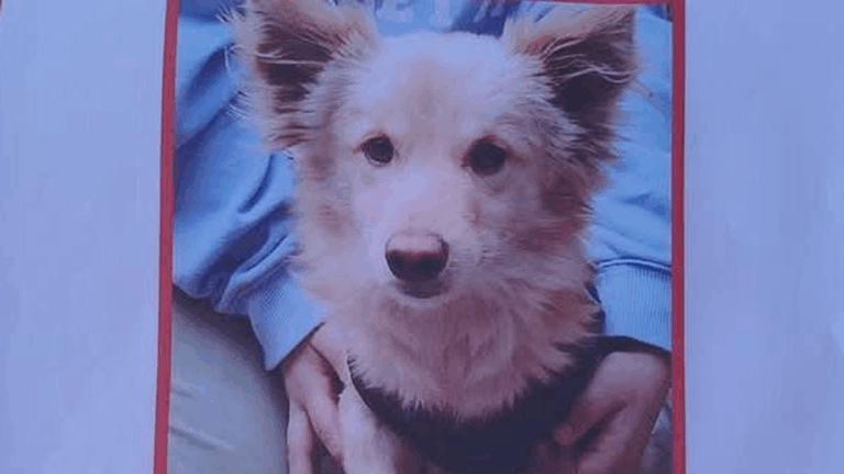 «Chato» se extravió en barrio Cuyaya