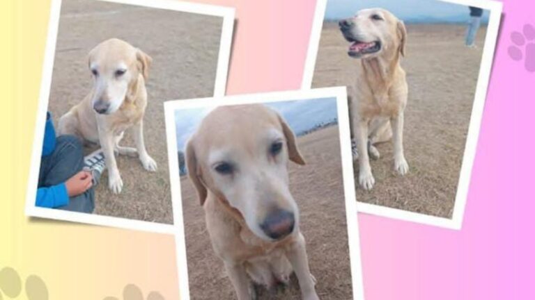 «India» es buscada intensamente en Palpalá