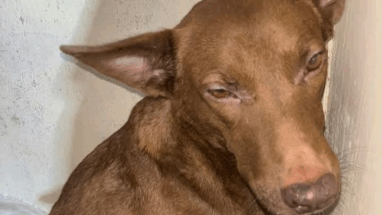 La perra «Chocolate» se perdió en la vieja terminal