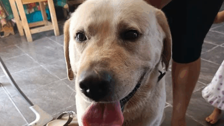 Barrio Alto Comedero: buscan a la familia de un perro