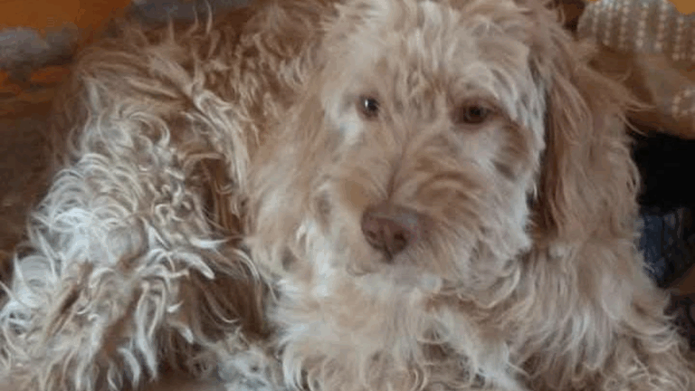 «Dante» se extravió en el barrio Almirante Brown