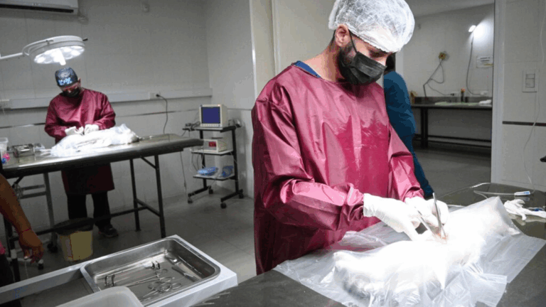 Castración masiva de mascotas en la capital jujeña: el cronograma