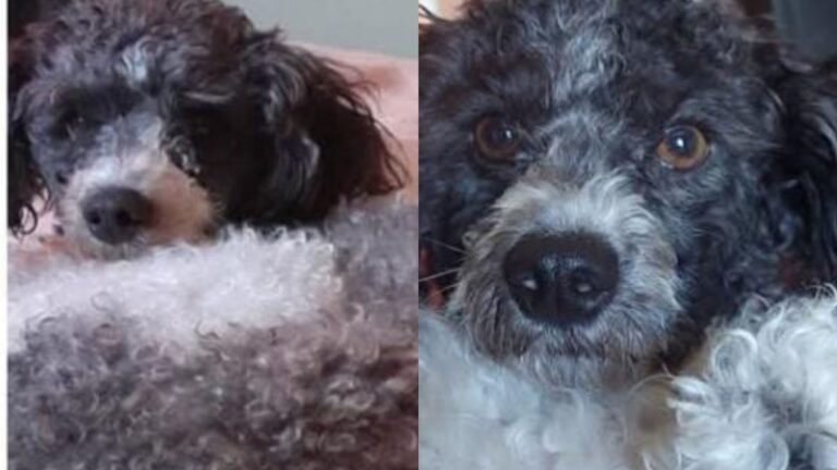 «Lola» se perdió en barrio Alto Comedero