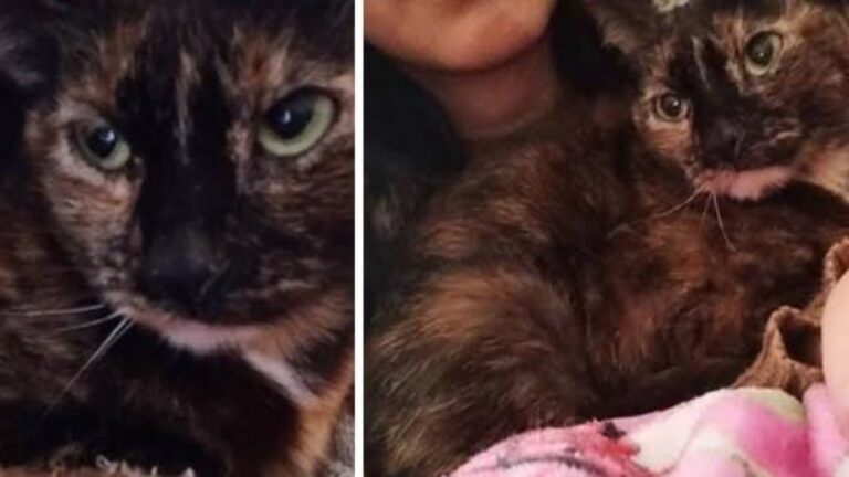 Barrio Alto Comedero: «Chibi» es buscada intensamente