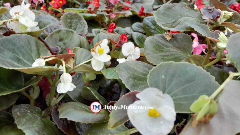 El Carmen vivirá la Expo Raíces, una experiencia de floricultura