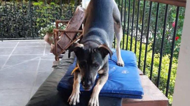 Ofrecen recompensa por «Lola»