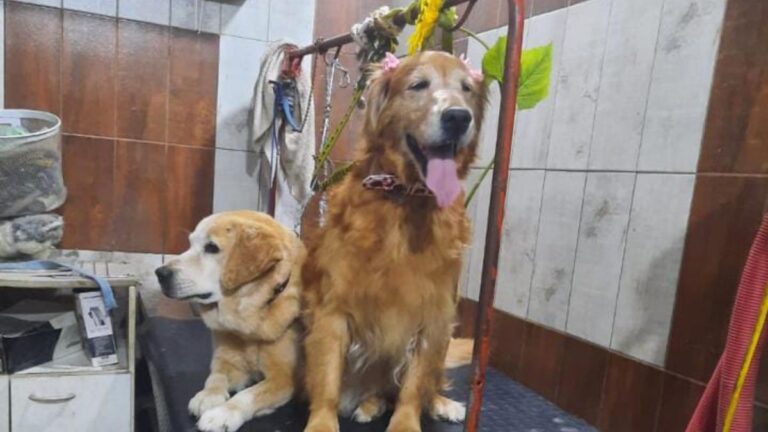 Una Golden y un Labrador necesitan urgente un hogar