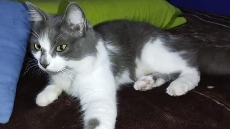 Barrio Ciudad de Nieva: «Peluda», rescatada del maltrato, espera una familia