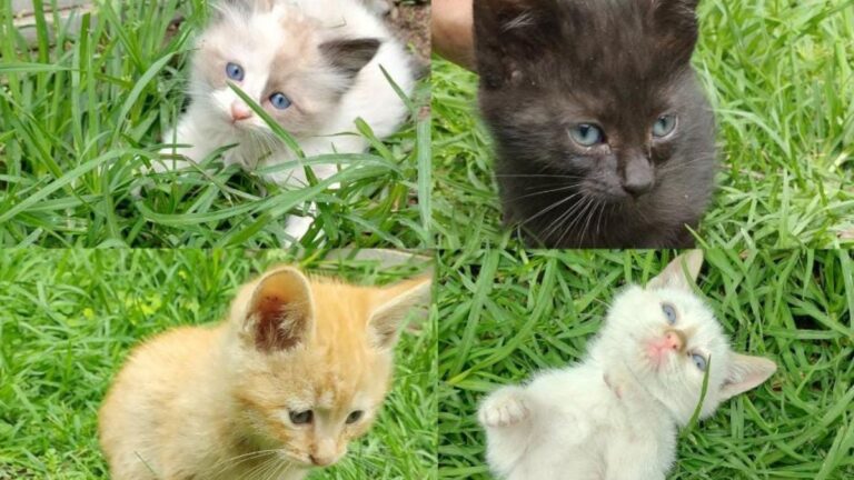 Capital jujeña: bellos felinos esperan amor