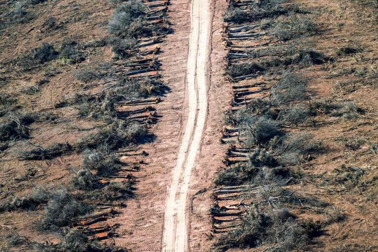 Greenpeace advirtió un desfinanciamiento de la Ley de Bosques para el 2026
