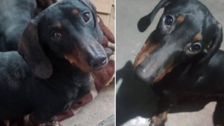 El Carmen: pasan los días y «Lolito» no aparece