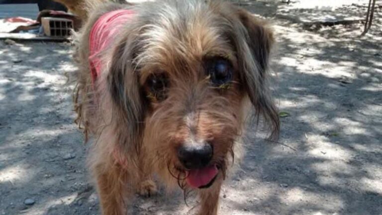 Palpalá: rifa para operar a dos perros con tumor