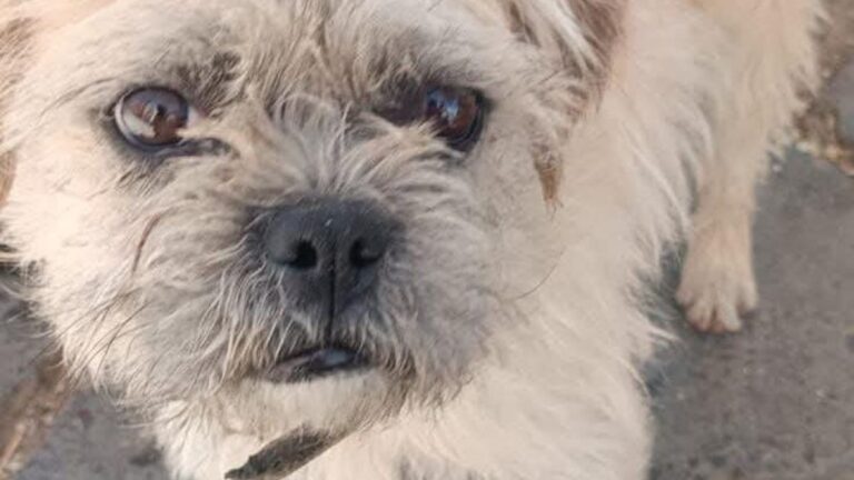 La Quiaca: buscan familia o adoptante para un perro