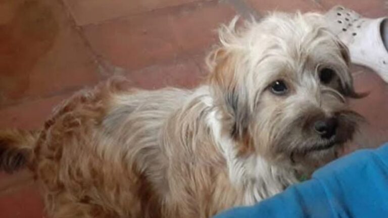 Barrio Los Perales: «Gordo» sigue sin aparecer