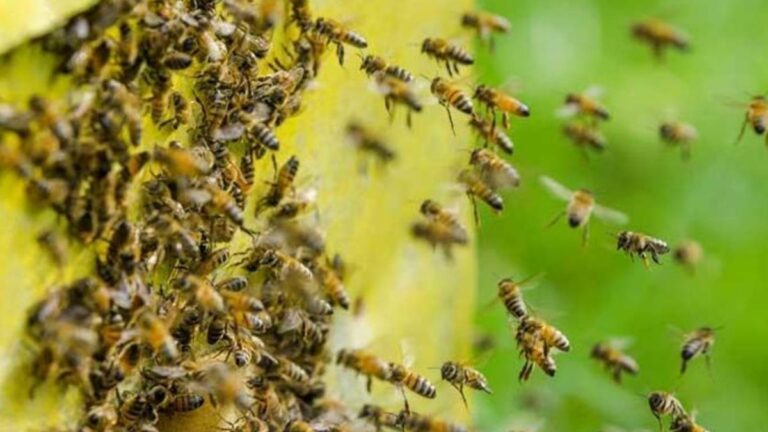 Una camioneta volcó luego del ataque de un enjambre de abejas