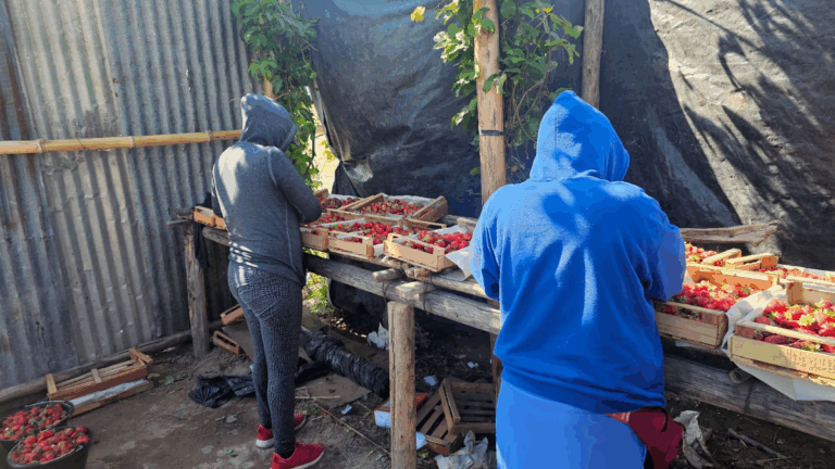 Productores jujeños de frutillas dicen que fue «un año positivo»