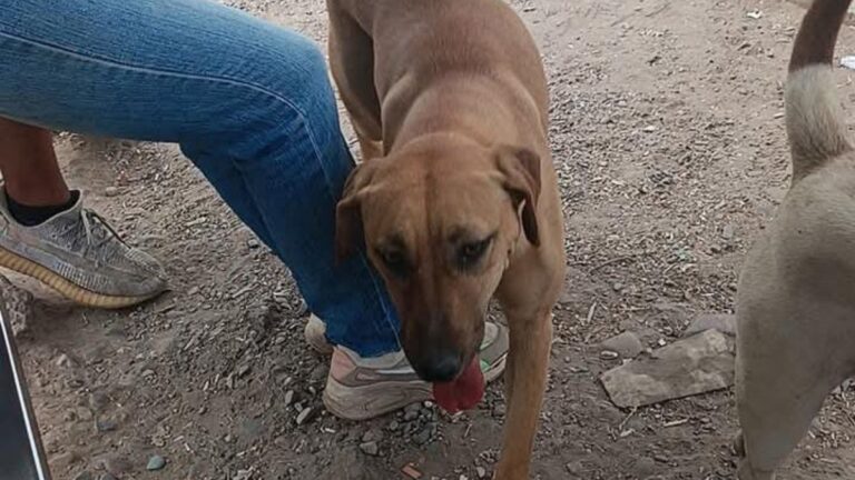 Avenida Savio: una perra deambula en la parada de colectivos