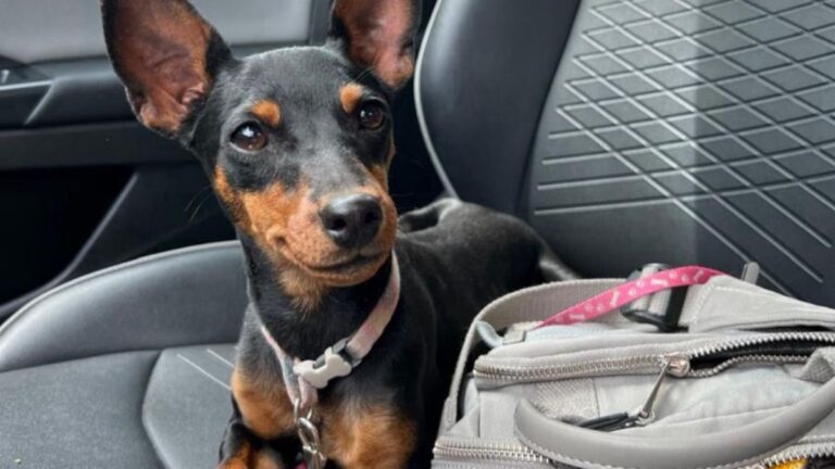 Barrio Los Perales: Urgente! Se perdió «Mila»