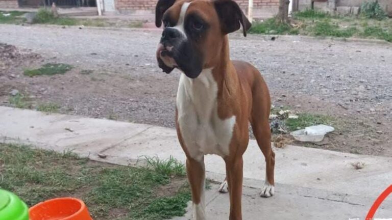 Barrio Alto Comedero: ofrecen recompensa por «Rocki»