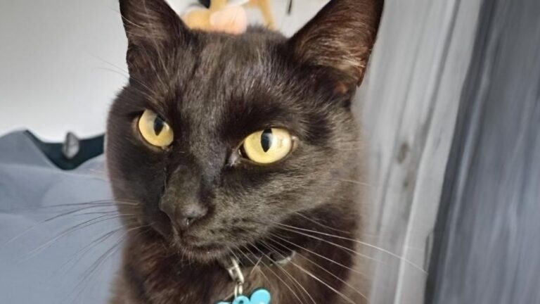 «Rogelio» se perdió en barrio Chijra