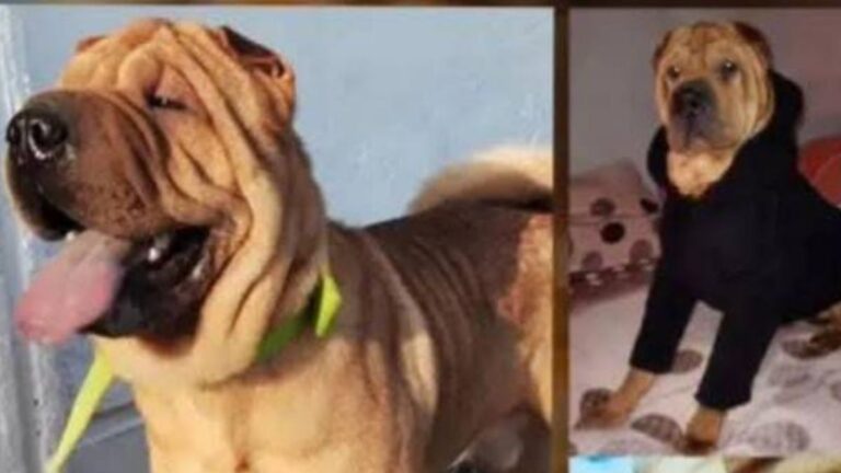 Barrio Moreno: «Gordo» es buscado intensamente