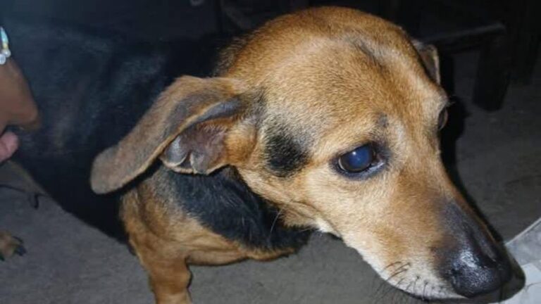 Perra hallada en Plaza de Los Inmigrantes: se busca a su familia