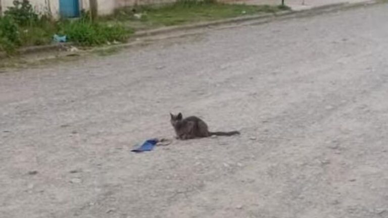 Barrio San Pedrito: una gata que deambula en la calle necesita hogar